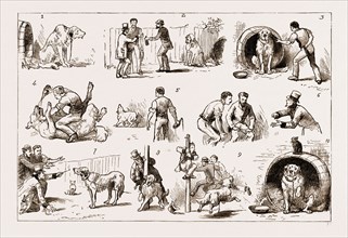DOSING A DOG, 1883: 1. Our St. Bernard Showed Symptoms of Illness. 2. An Amateur Vet is Called in