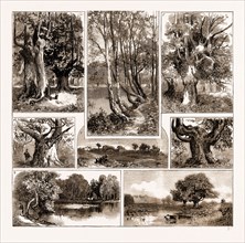 THE DEDICATION OF BURNHAM BEECHES TO THE PUBLIC USE, 1883: 3. A Glade in the Wood. 4. Avenue of