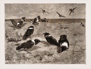 THE RIVER CONGO: Scapulated Crows on the Beach at Banana, 1883