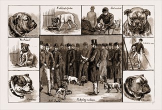 NOTES AT THE BULL DOG SHOW, 1883