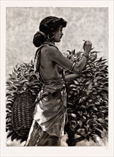 THE CEYLON TEA INDUSTRY, SRI LANKA: TAMUL GIRL PLUCKING A TEA BUSH, 1886