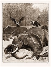 "HOW ARE THE MIGHTY FALLEN!": A SCENE ON THE BANKS OF THE LIMPOPO RIVER, SOUTH AFRICA, 1897