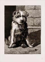 REGIMENTAL PETS: POKENO, DOG OF THE 50TH REGIMENT, A NEW ZEALAND HERO, 1875