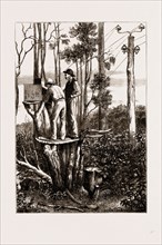 THE RECENT TRANSIT OF VENUS: PREPARING FOR WORK AT AN AUSTRALIAN BUSH STATION, 1875