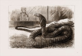 THE NEW SNAKE-EATING SNAKE (OPHIOPHAGUS ELAPS) AT THE ZOOLOGICAL GARDENS, LONDON, UK, 1875