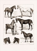 AT THE ISLINGTON HORSE SHOW, LONDON, UK, 1875: 1. "Midshipman," 1st Prize, Class IV., Hunters. 2.