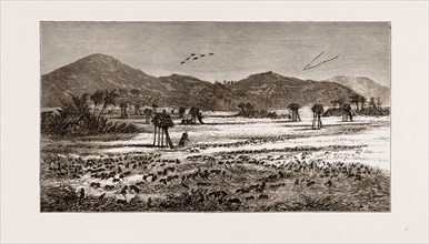 THE PLAGUE OF RATS IN BURMAH, BURMA, 1875: INVASION OF A KAREN FIELD OF GRAIN