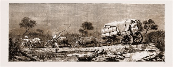 THE WAR IN THE TRANSVAAL, SOUTH AFRICA, 1881: THE TRANSPORT DIFFICULTY: A BULLOCK TEAM IN A SWAMP