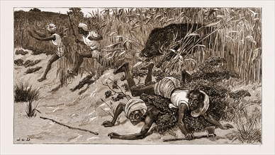BOAR-HUNTING IN INDIA, 1881: "BACK THROUGH THE BEATERS"