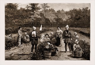 TEA GATHERING IN JAPAN, 1881