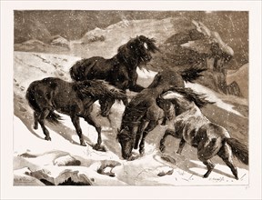 THE RECENT SEVERE WINTER: DARTMOOR PONIES IN SEARCH OF A FEED, UK, 1881