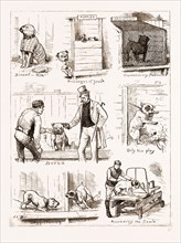 NOTES AT THE BULLDOG CLUB'S SEVENTH GRAND SHOW, 1881