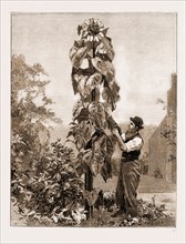 A GIGANTIC SUNFLOWER, RECENTLY GROWN AT CHESTER, UK, 1881