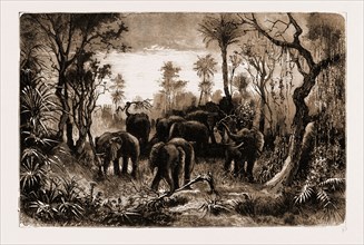 ELEPHANTS ON THE MARCH, SOUTH AFRICA, 1881