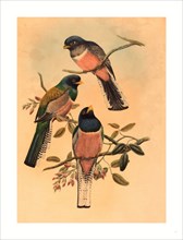 John Gould and W. Hart (British, 1804  1881 ), Trogan variegatus, probably 1836 1838, colored