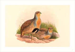 John Gould and H.C. Richter (British, 1804  1881 ), Perdix barbata (Daurian Partridge), colored