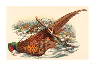 John Gould and W. Hart (British, active 1851  1898 ), Phasianus colchicus (Ring-necked Pheasant),