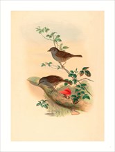 John Gould and H.C. Richter (British, 1804  1881 ), Accentor modularis (Dunnock), colored
