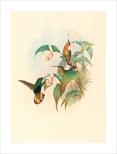 John Gould and H.C. Richter (British, 1804  1881 ), Lafresnaya flavicaudata (Buff-tailed