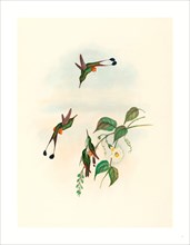John Gould and H.C. Richter (British, 1804  1881 ), Spathura rufocaligata (Red-booted Racket Tail),