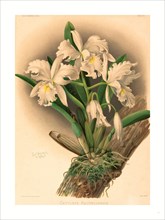 Gustav Leutzsch after Charles Storer (German (?), active 19th century ), Cattleya Rochellensis,