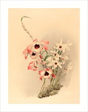 Joseph Mansell after Henry George Moon (British, active 19th century ), Dendrobium (Hybridium)