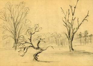 Trees, between 1860 and 1865, drawing on cream paper : pencil ; 8.8 x 12.3 cm. (sheet), 1862-1865,