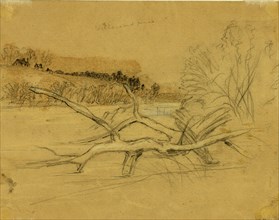 Willows and pines, between 1860 and 1865, drawing on tan paper pencil and Chinese white, 17.8 x 23