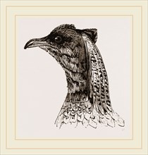 Head of Argus Pheasant