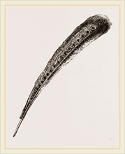 Secondary Quill-Feather of Argus Pheasant