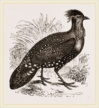 Hastings' Horned Pheasant Male