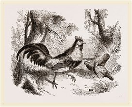 Jungle-Fowl of India