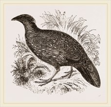 Hastings' Horned Pheasant Female