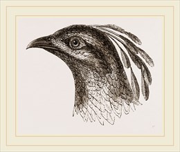 Head of Impeyan Pheasant