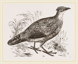 Impeyan Pheasant Female