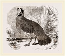 Temminck's Horned Pheasant