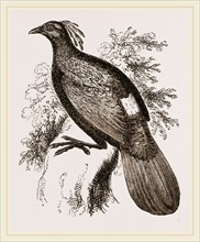 Impeyan Pheasant Male