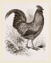 Sonnerat's Jungle-Fowl Male