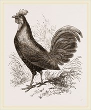 Bankiva Jungle Fowl