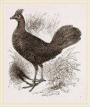 Fire-backed Jungle Fowl Female