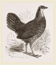 Sonnerat's Jungle-Fowl Female