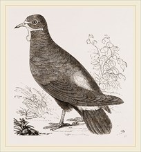 Wattled Ground Pigeon