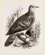 Bronze-winged Pigeon