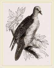Oceanie Fruit-Pigeon