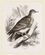 Manasope Pigeon