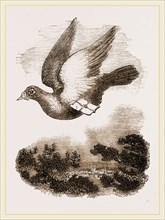 Carrier-Pigeon