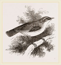 Wood-Wren