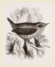 Common Wren