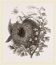 Nest of Wren