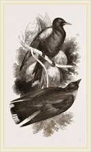 Cinereous Wood-Swallows